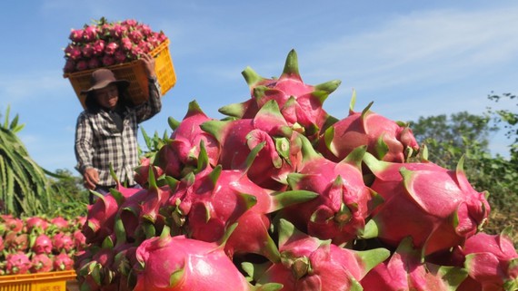 Le fruit du dragon vietnamien trouve de nouveaux débouchés en Inde et au Pakistan